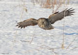20090303 009 Great Gray Owl - SERIES.jpg
