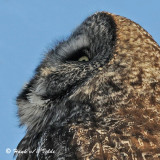 20090205 503 Great Gray Owl - SERIES.jpg