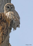 20090318 204 Barred Owl.jpg