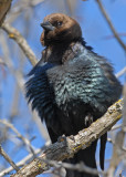 20090320 099 Brown-headed Cowbird - SERIES.jpg