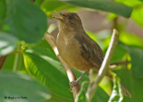 20090212 CR # 2 739 Clay-colored Robin.jpg