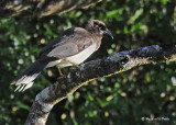 20090212 CR # 3 219 Brown Jay.jpg