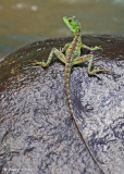 20090212 CR # 1 1465 Lizard.jpg