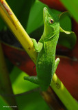 20090212 CR # 2 362 Lizard.jpg