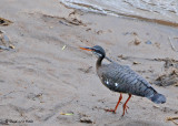 20090212 CR 1 626 Sunbittern.jpg