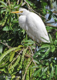 20090212 CR # 1 1073 Cattle Egret.jpg