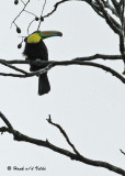 20090212 CR # 1 722 Keel-billed Toucan.jpg