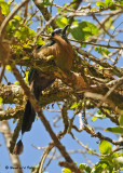 20090212 CR # 3 456 Blue-crowned Motmot .jpg