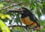 20090212 CR # 1 1326 Collared Aracari.jpg