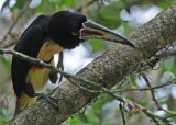 20090212 CR # 1 1345 Collared Aracari.jpg