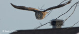 20090224 074 Great Gray Owl - SERIES.jpg