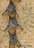 20090212 CR # 1 1210 Long-nosed Bats.jpg