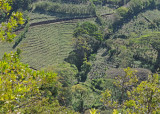 20090212 CR # 1 011 Coffee Plantations.jpg