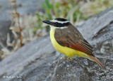 20090212 CR # 3 047 Great Kiskadee CR .jpg
