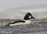 20090303 140 Common Goldeneye - SERIES.jpg