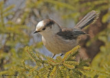 20090317 071 Gray Jay.jpg