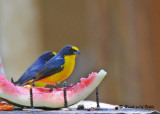 20090212 CR # 3 612 Yellow-throated Euphonia (M).jpg