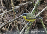 20090212 CR # 2 475 Common Tody Flycatcher.jpg