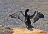 20090402 080 Double-crested Cormorant.jpg