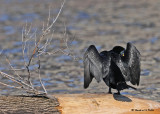 20090402 104 Double-crested Cormorant.jpg