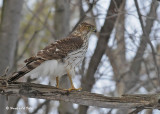20090307 090 Cooper's Hawk (F) - SERIES.jpg