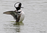 20090420 376 Hooded Merganser (M) - SERIES.jpg