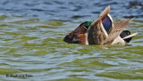 20090419 096 Mallard (M).jpg