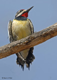 20090504 223 Yellow-bellied Sapsucker - SERIES.jpg