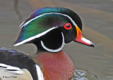 20090420 180 Wood Duck (M) - SERIES.jpg