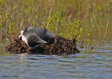 20090518 337 Common Loon - SERIES.jpg