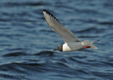 20090524 035 Bonaparte's Gull.jpg