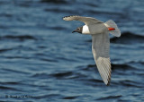 20090524 034 Bonaparte's Gull.jpg