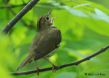 20090522 329 Ovenbird (Warbler) - SERIES.jpg