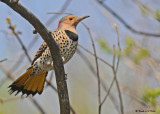 20090429 537 Northern Flicker.jpg