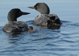 20090616 538 Common Loons - SERIES.jpg