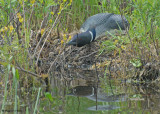 20090608 023 Common Loon - SERIES.jpg