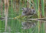 20090630 303 Pied-billed Grebes.jpg
