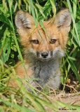 20090626 481 Red Fox Pup.jpg