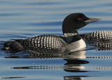 20090616 317 Common Loons.jpg