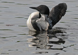 20090613 107 Common Loon.jpg