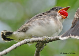 20090714 181 Eastern Kingbirds - SERIES.jpg