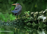 20090708 117 Green Heron (juv).jpg