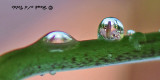 20090718 105 Water Drop Reflections R 180 - SERIES.jpg
