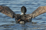 20090623 819 Common Loon - SERIES .jpg