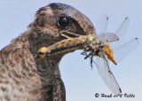20090718 354 Purple Martin - SERIES.jpg