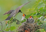 20090713 556 Eastern Kingbirds - SERIES.jpg