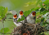 20090713 569 Eastern Kingbirds.jpg