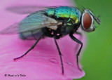 20090821 208 Green Bottle Fly - SERIES.jpg