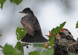 20090713 034 Eastern Kingbirds - SERIES.jpg
