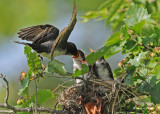 20090713 404 Eastern Kingbirds - SERIES.jpg